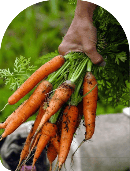 home Background Cenouras, colheitas de cenoura, agro, aesthetic, natural, nature