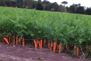 Plantações de Cenoura